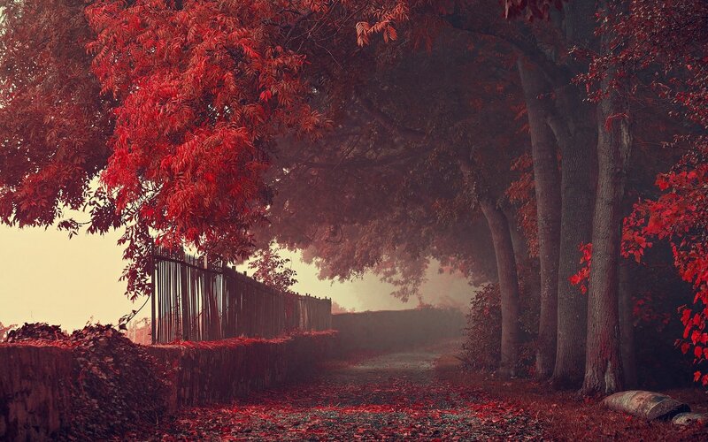 Path with Red-leafed Trees