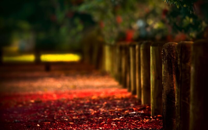 path with red leaves and wooden fence