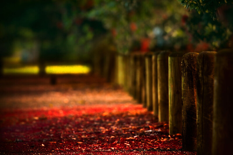 Path with Red Leaves — Serene, Autumn, Photograph