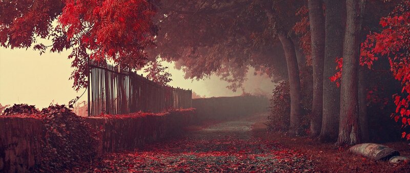 Path with Red Leaves — Serene, Autumn, Photograph, Trees