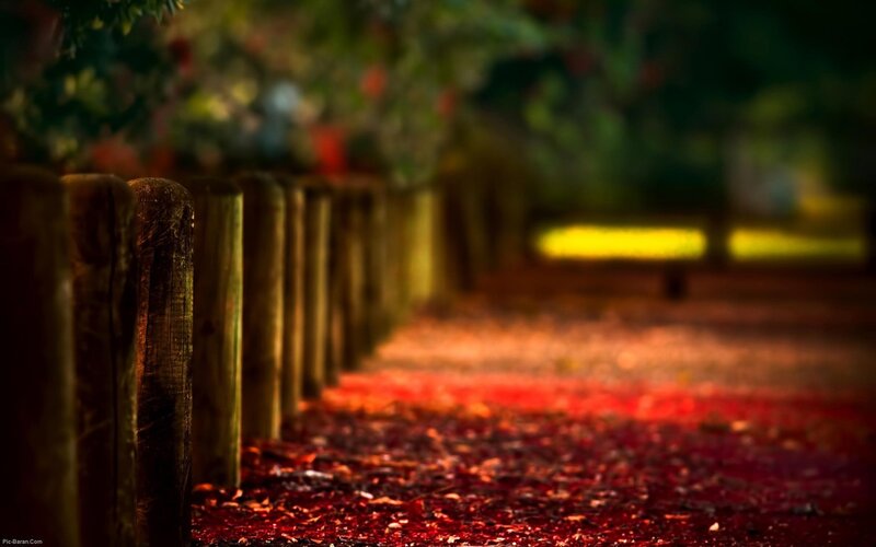Path with Red Leaves — Serene, Autumn, Photograph, Wooden Fence