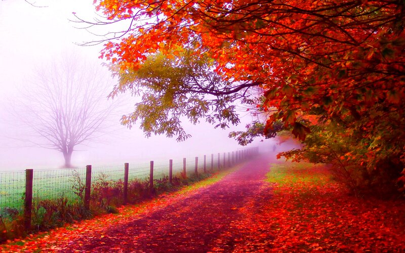 Path with Red Leaves — Serene, Autumn