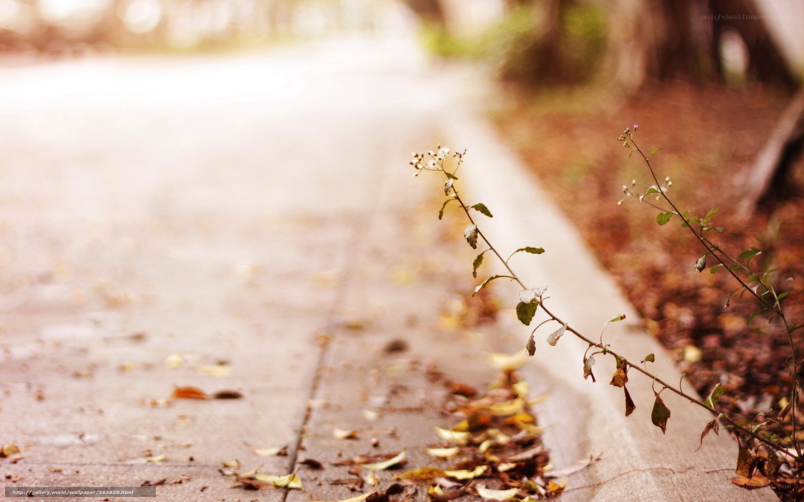 path with wildflowers and fallen leaves