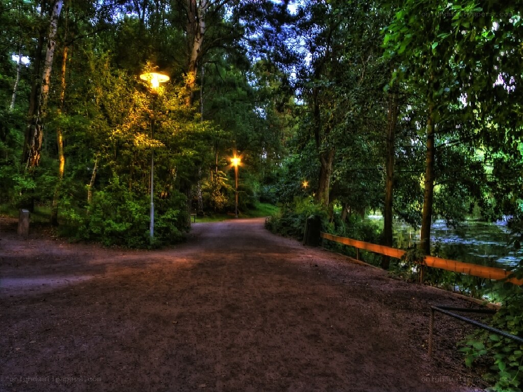 Pathway in a forest park