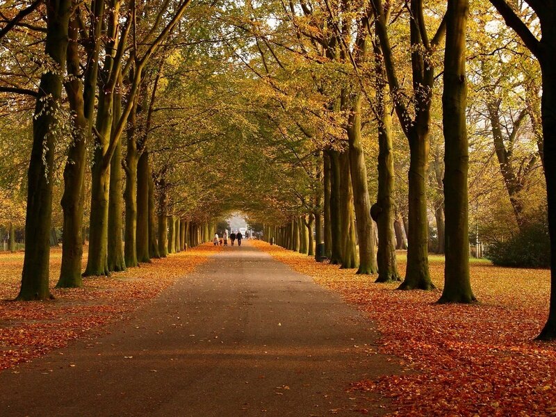 Pathway in Autumn Park — Orange