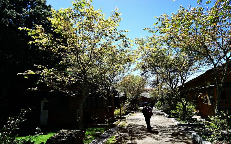 Pathway through a forested lodge area