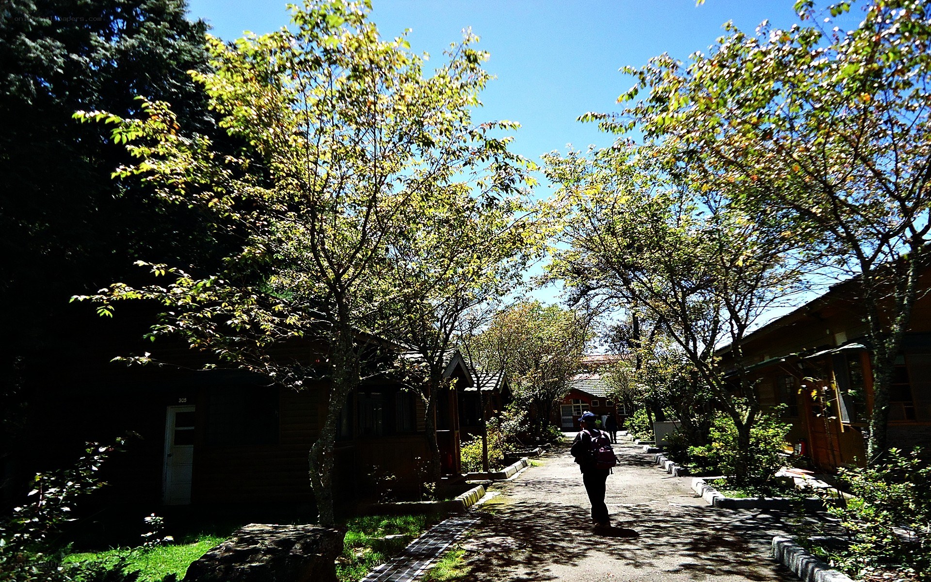 Pathway through a forested lodge area