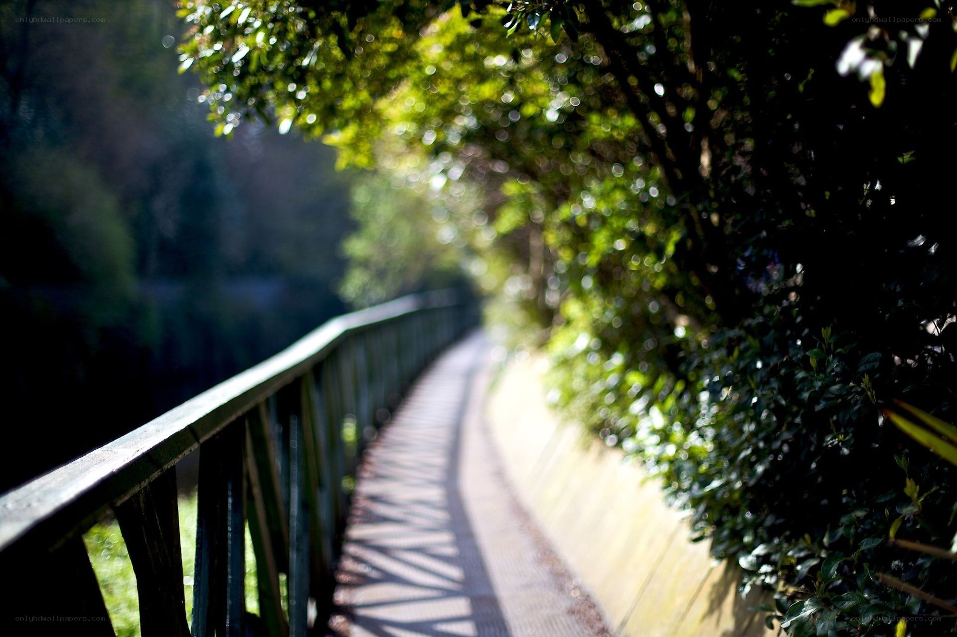 pathway through green foliage