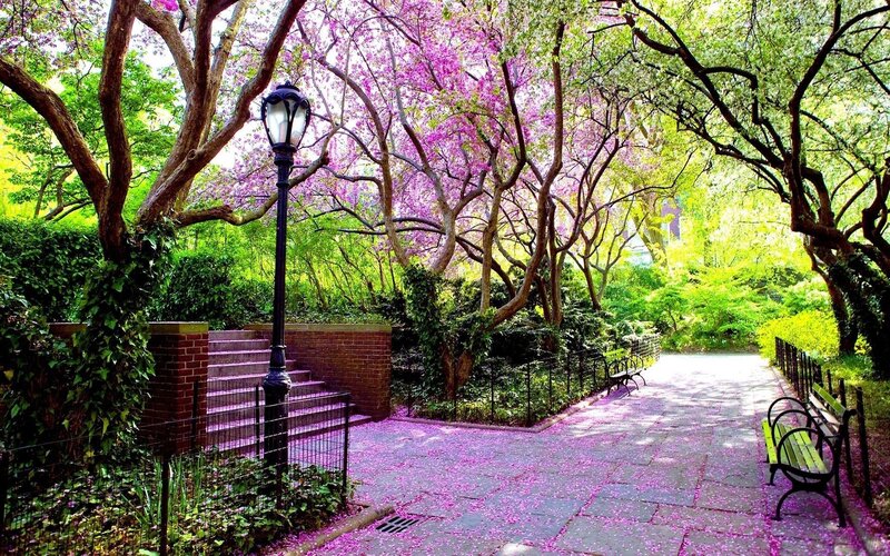 Pathway under Blooming Trees — Purple