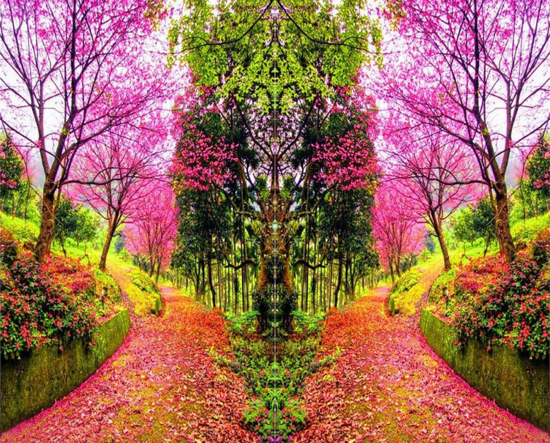Pathway with Cherry Blossoms