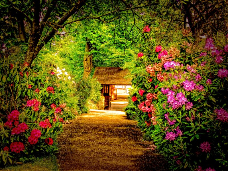Pathway with Flowering Bushes