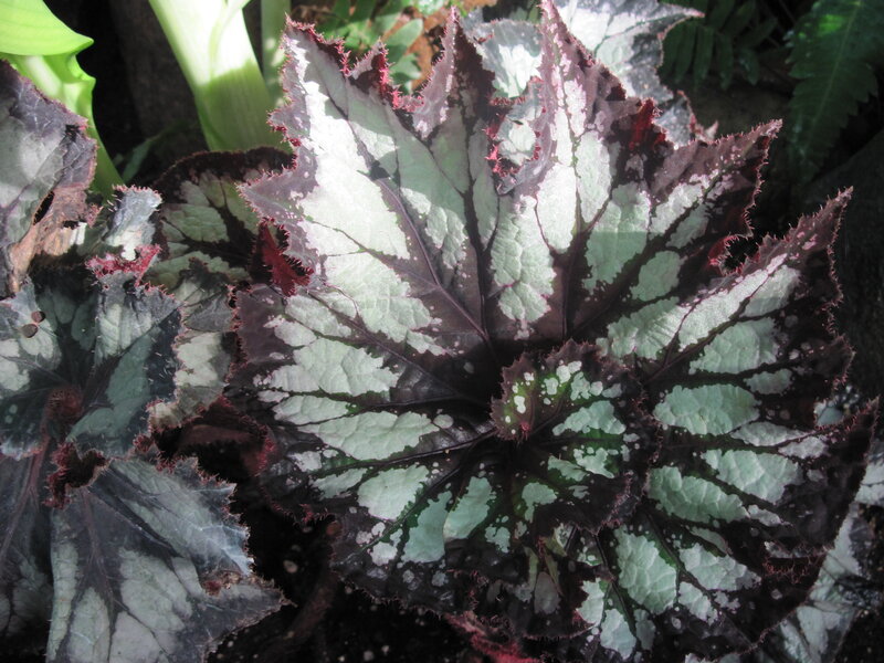 Patterned Begonia Leaf