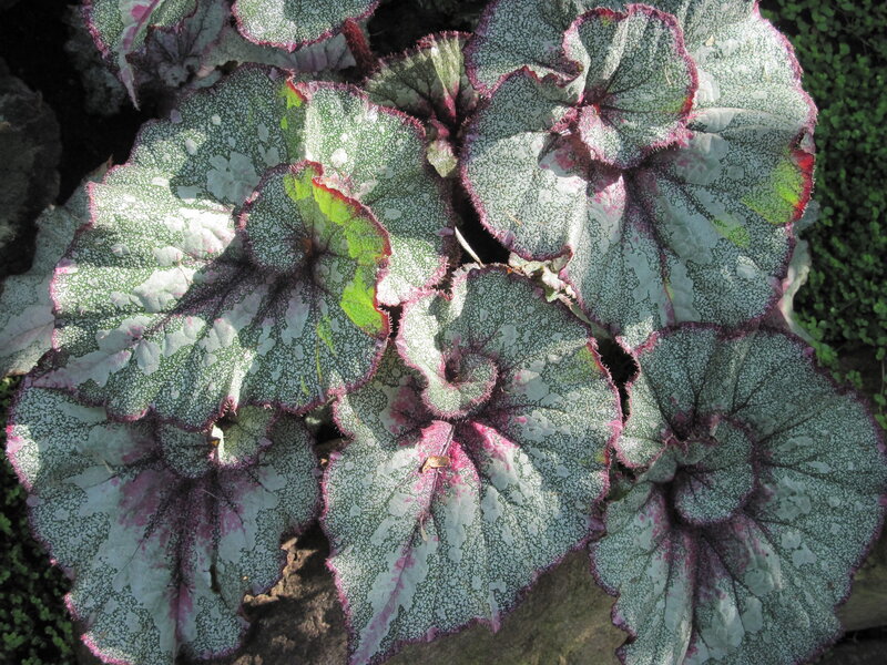 Patterned Begonia Leaves