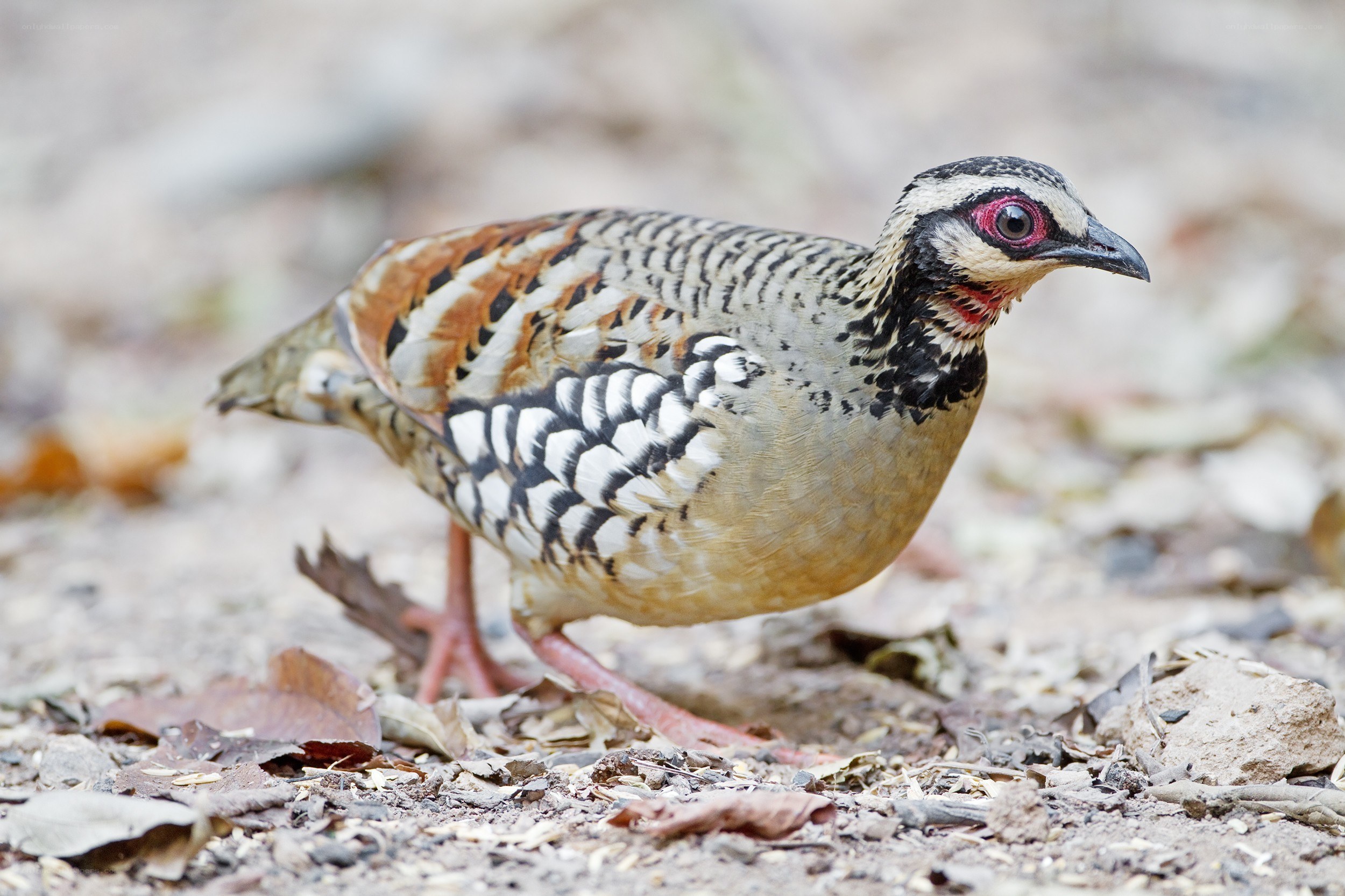patterned bird on forest floor