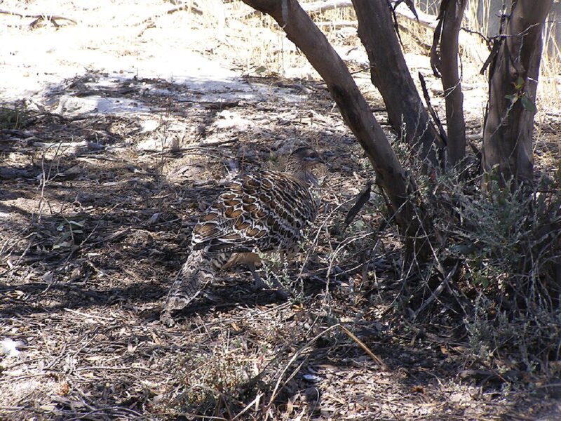 Patterned Bird on Ground