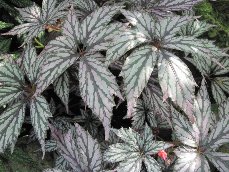 Patterned-leaf Plant