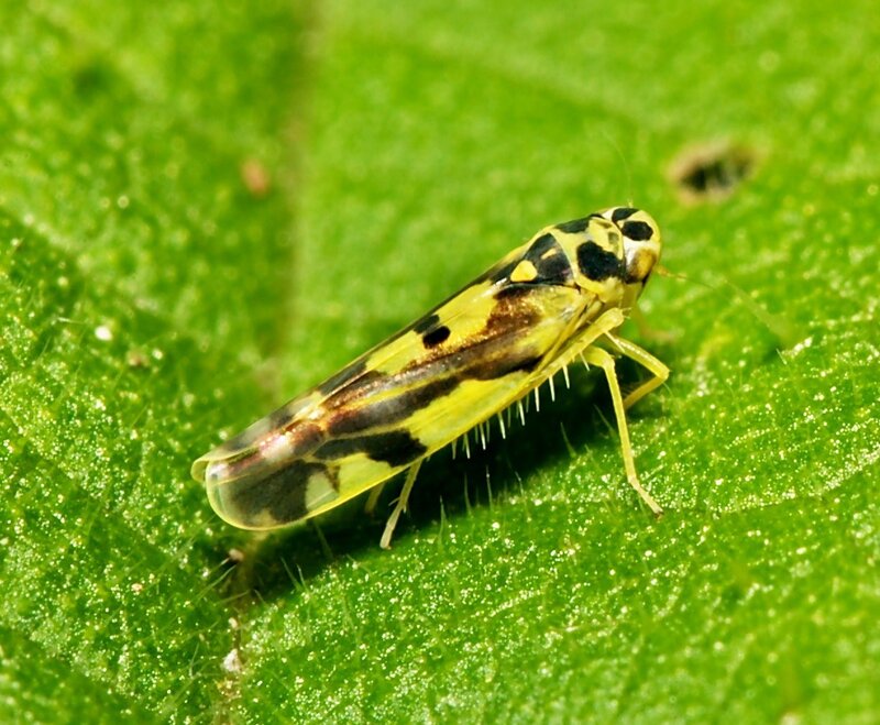 patterned leafhopper on green leaf