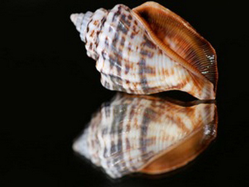 patterned seashell on black