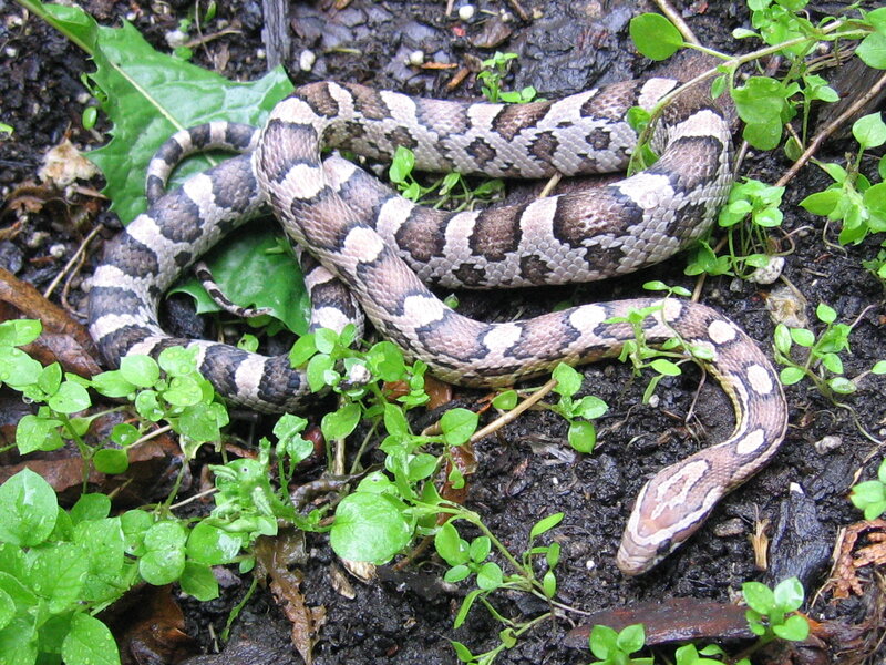 Patterned Snake on Ground