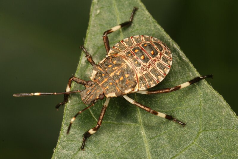 patterned stink bug on leaf