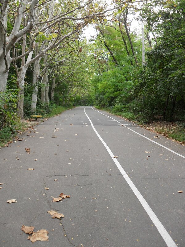 Paved path in a leafy park