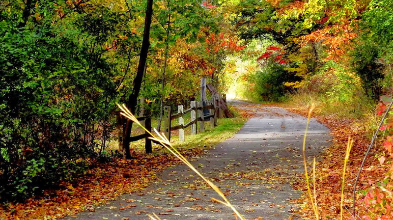 Paved Path in Autumn Forest — Green, Serene