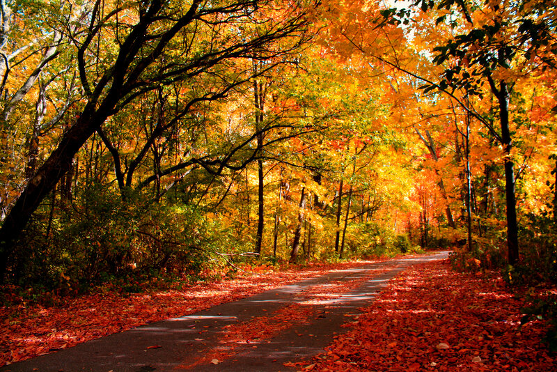 Paved Path in Autumn Forest — Orange
