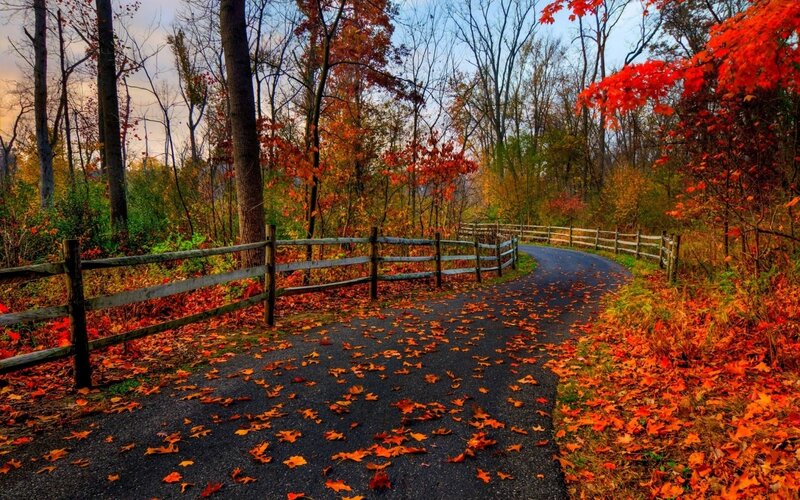 Paved Path in Autumn Forest — Red