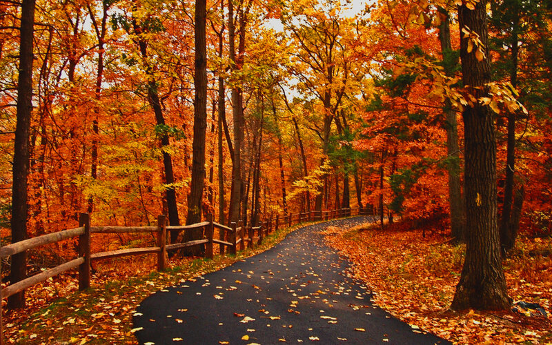 Paved Path in Autumn Forest