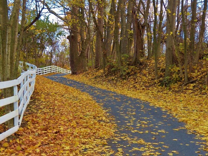 Paved Path in Autumn Forest — Yellow