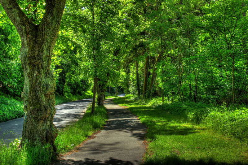 Paved Path in Forest — Green, Serene, Afternoon, Photograph, Tree