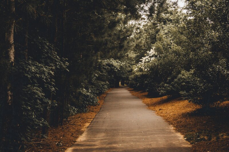 Paved Path in Forest — Green, Serene, Afternoon, Photograph, Trees, Foliage
