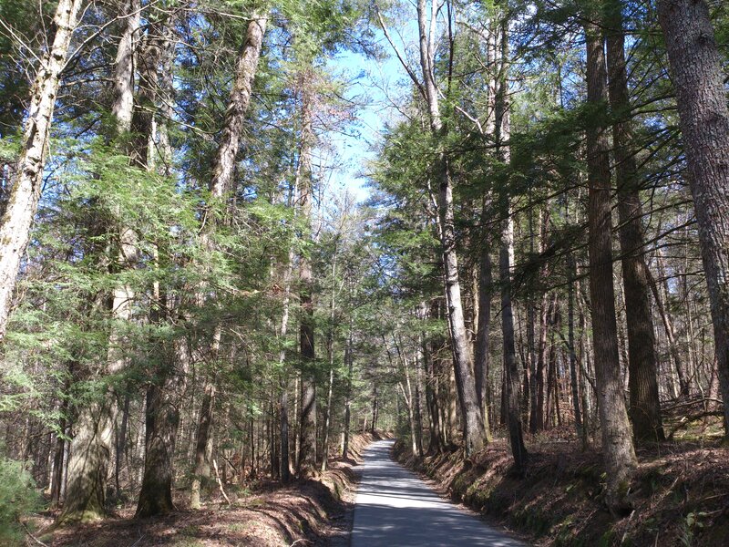Paved Path in Forest — Green, Serene, Afternoon, Photograph, Trees, Sky