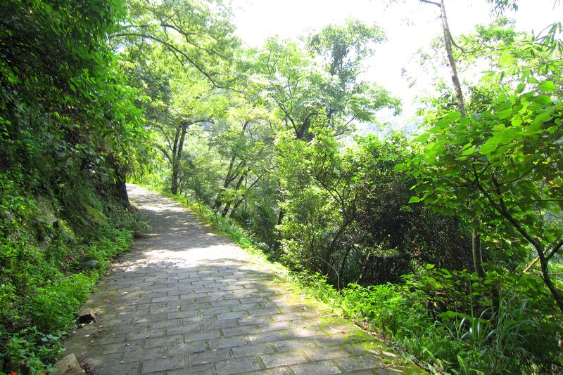 Paved Path in Forest — Green, Serene, Afternoon, Photograph, Trees, Stone Path