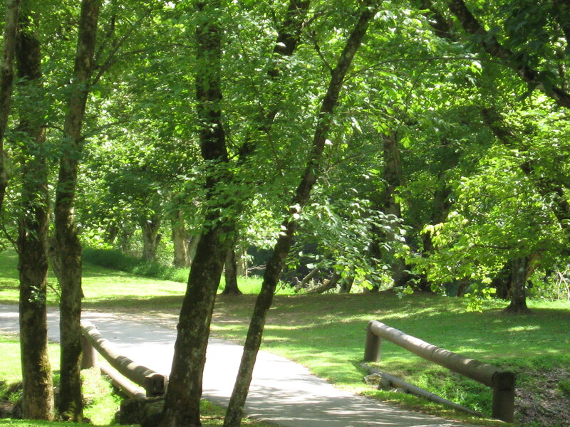 Paved Path in Forest — Green, Serene, Afternoon, Photograph, Trees