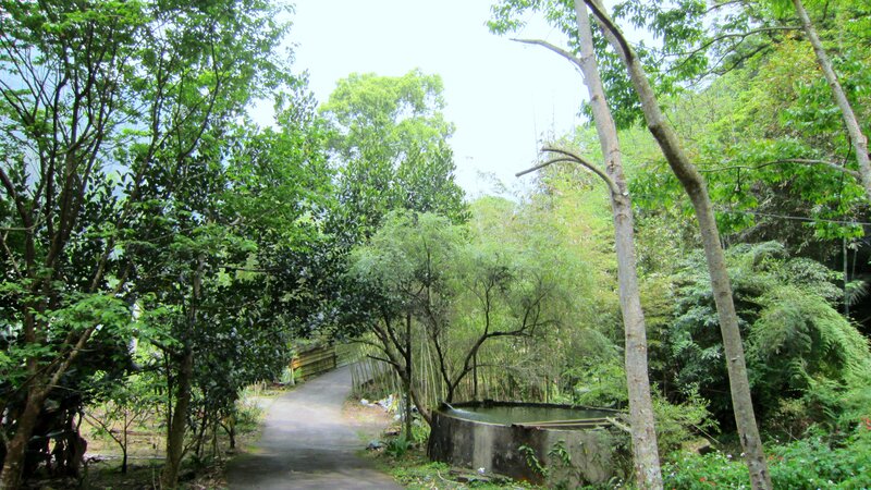 Paved Path in Forest — Green, Serene, Afternoon