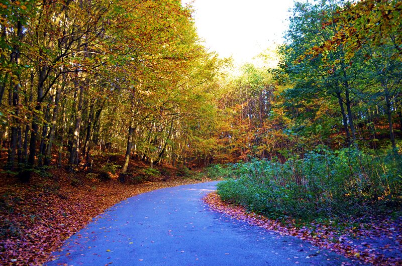 Paved Path in Forest — Green, Serene, Autumn, Photograph