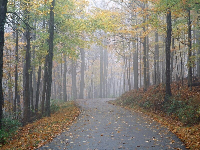 Paved Path in Forest — Green, Serene, Autumn, Photograph, Trees