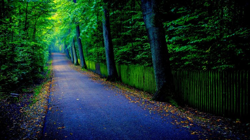 Paved Path in Forest — Green, Serene, Autumn