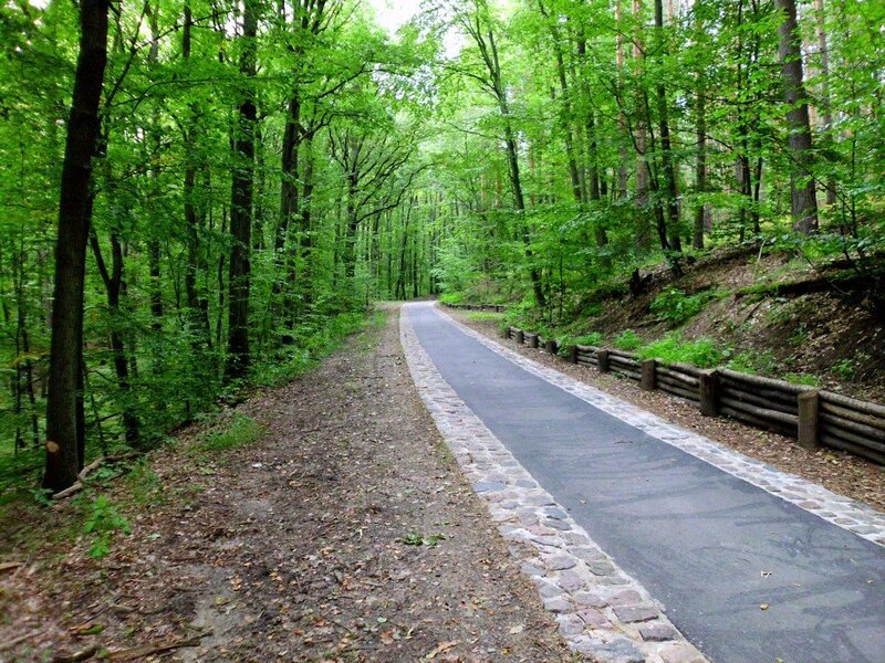 Paved Path in Forest — Green, Serene, Summer