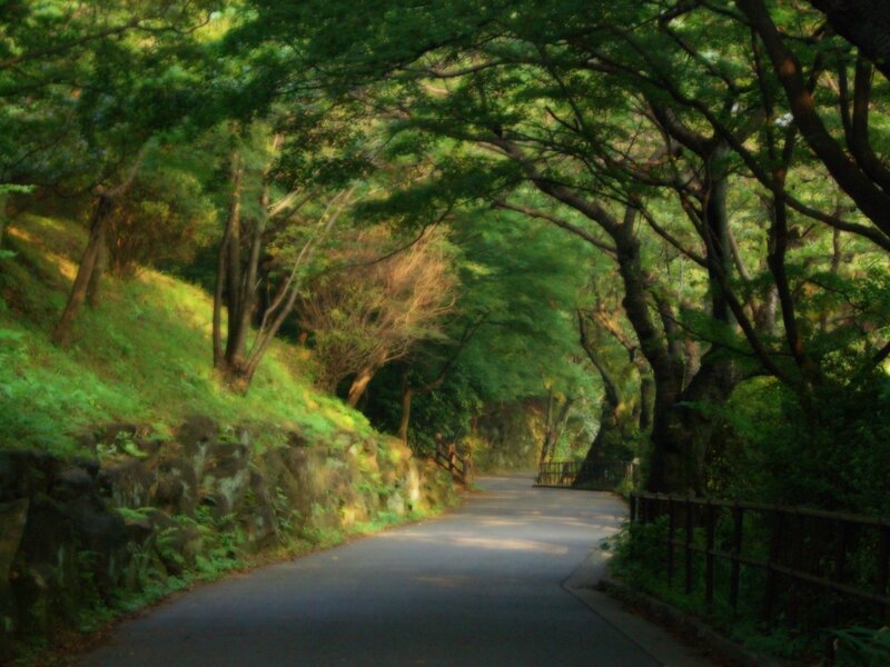 Paved Path in Forest — Green, Serene