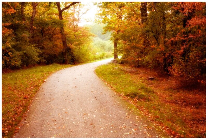 Paved Path in Forest — Orange