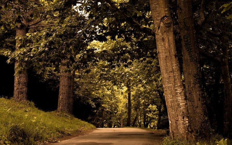 Paved Path in Forest