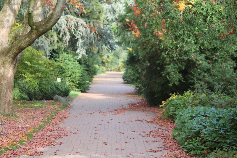 Paved Path in Garden — Green, Serene, Autumn