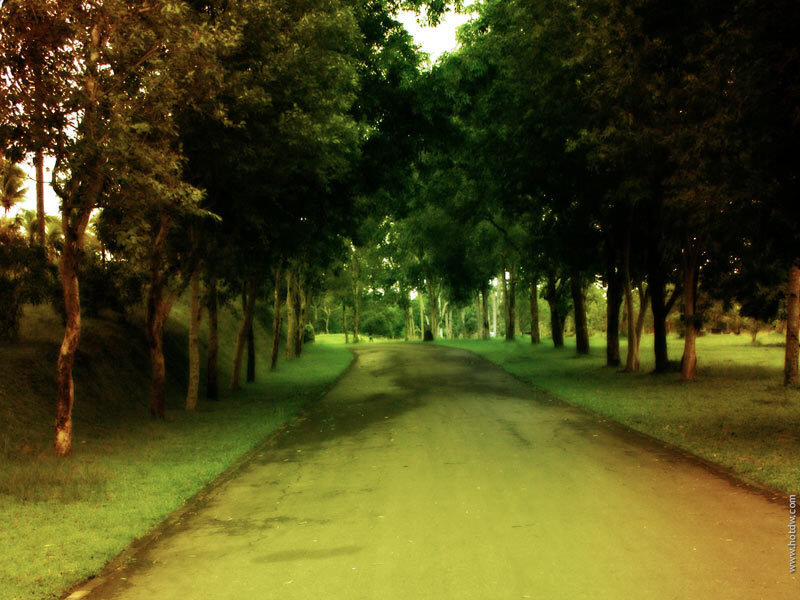 Paved Path in Park — Green, Serene, Afternoon, Photograph