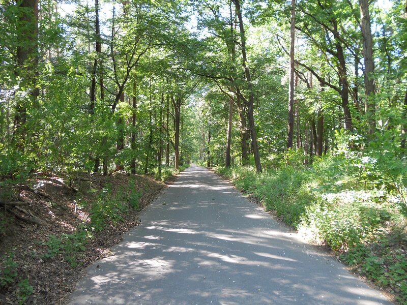 Paved path through a forest