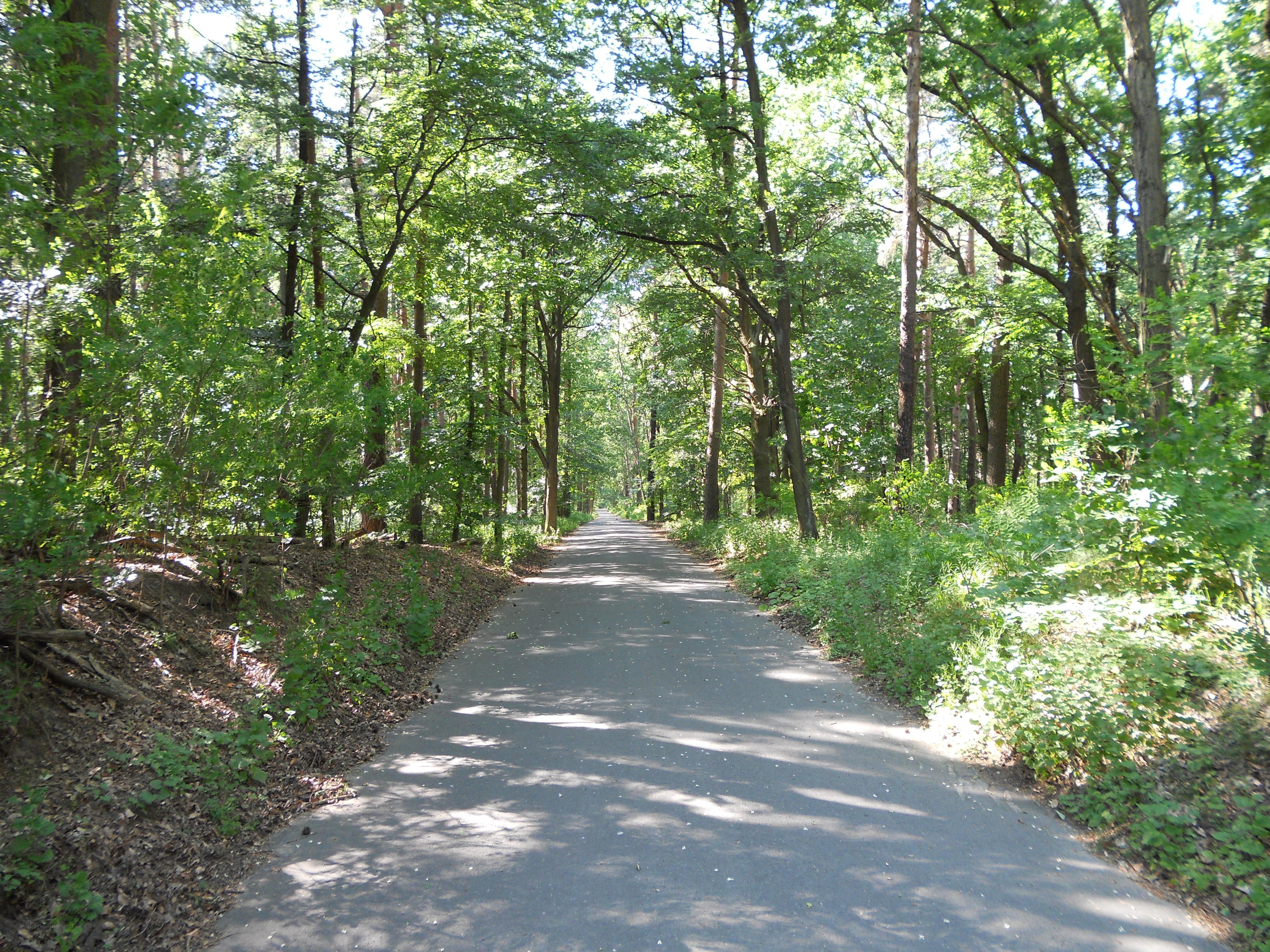 Paved path through a forest
