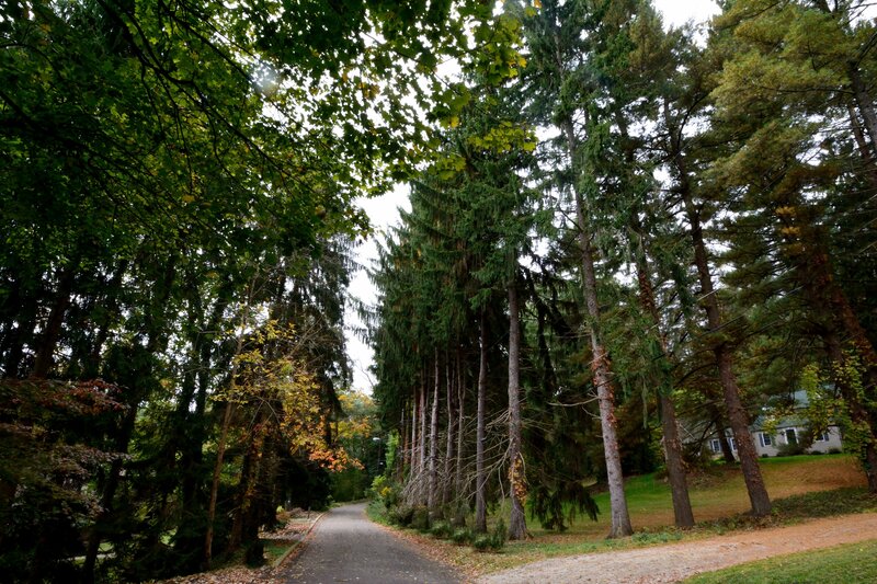 Paved Path Through Forest — Green