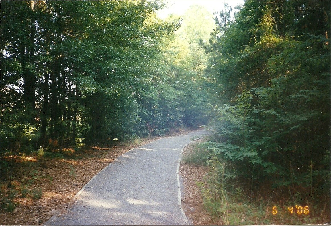 Paved path through forest