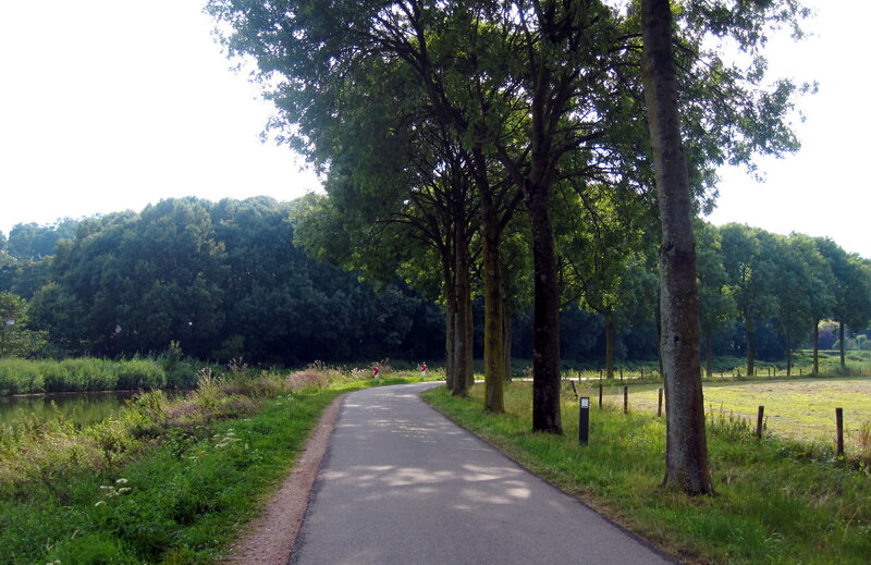 Paved Path Through Trees — Green